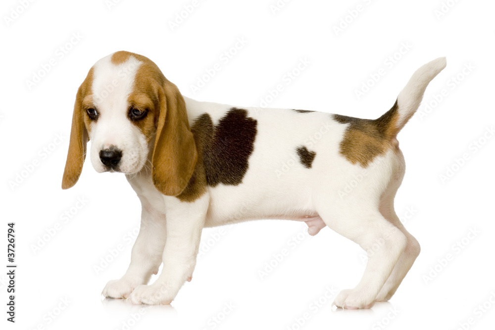 Beagle in front of white background Beagle in front of white background