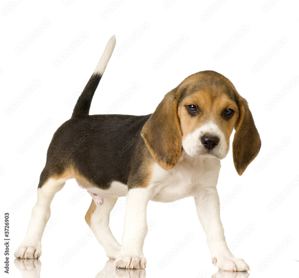 Beagle in front of white background