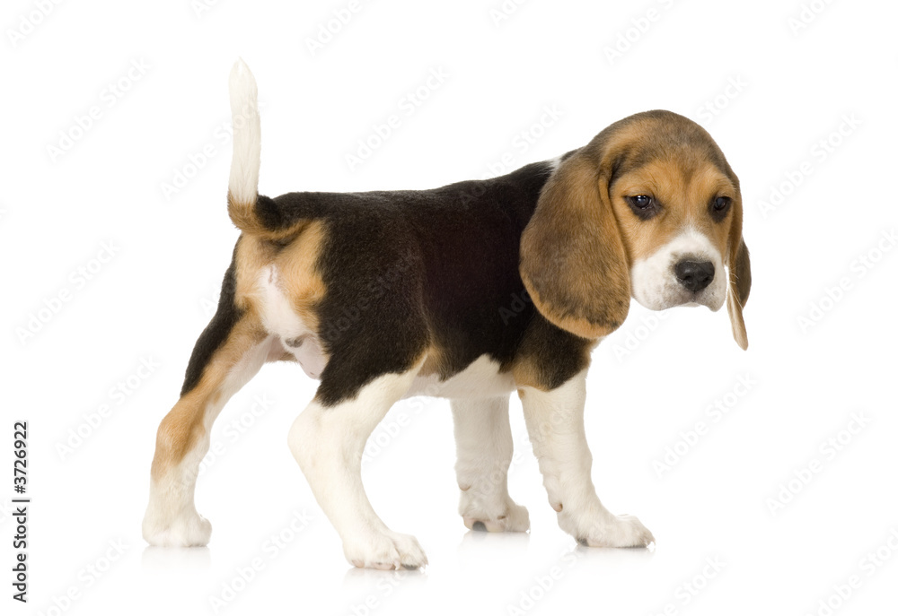 Beagle in front of white background