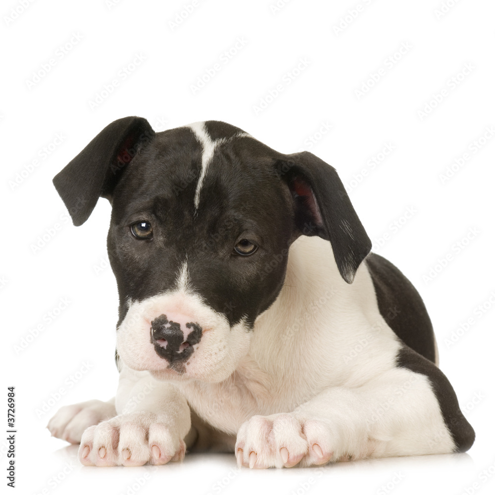 American Staffordshire terrier in front of a white background American Staffordshire terrier in front of a white background