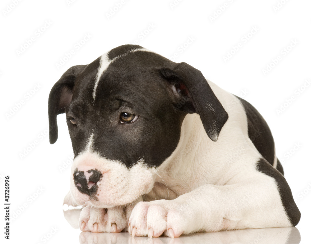 American Staffordshire terrier in front of a white background