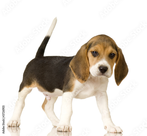 Beagle in front of white background © Eric Isselée