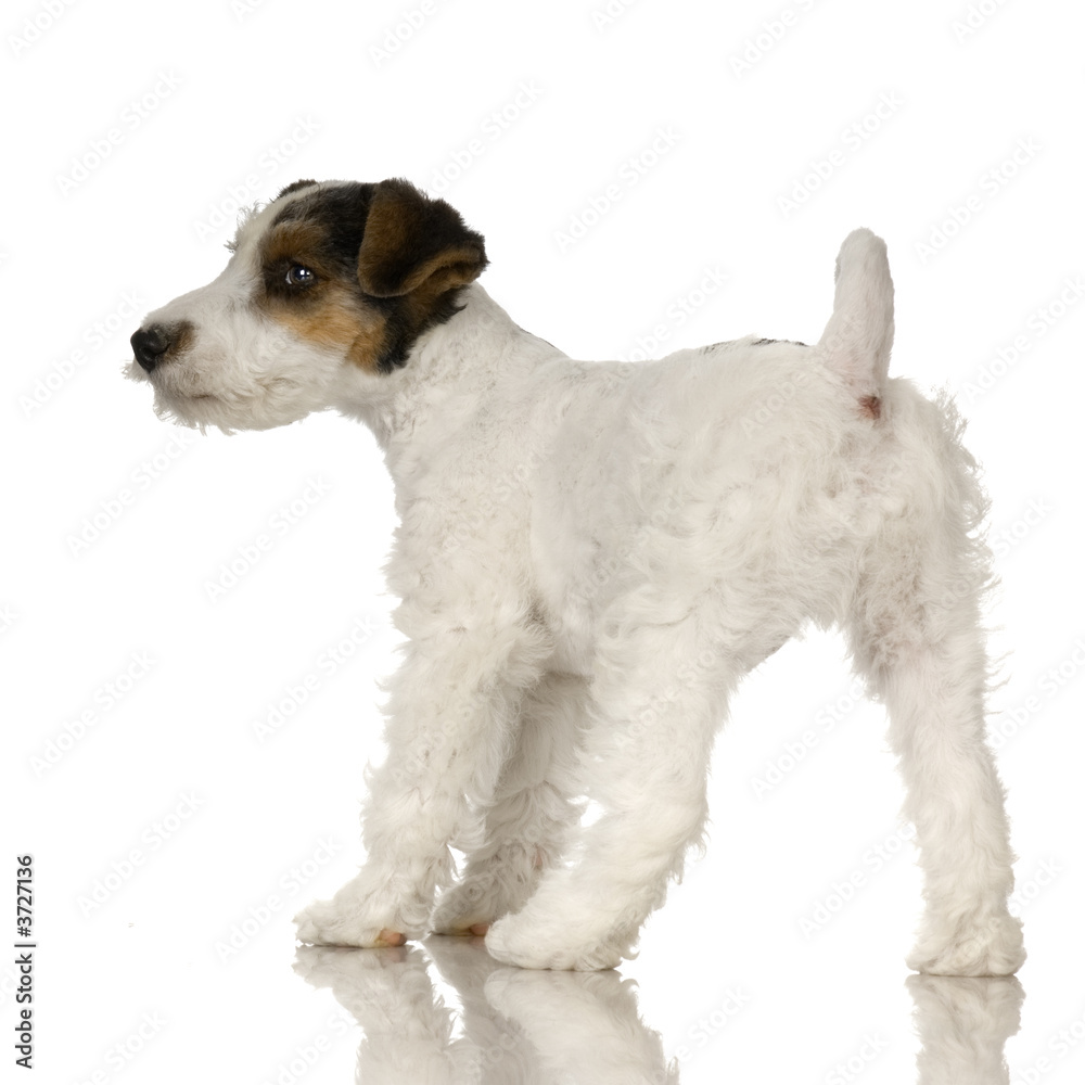 Fox terrier in front of white background Fox terrier in front of white background