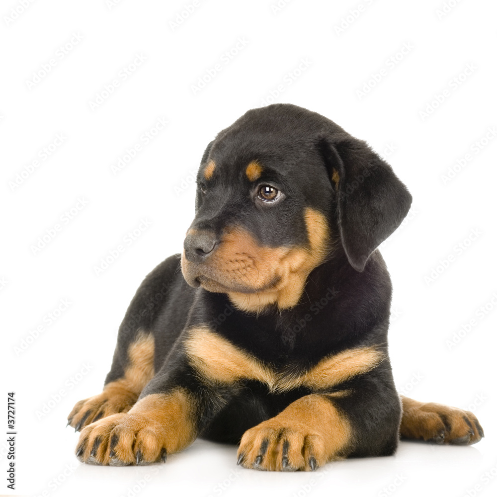 Rottweiler in front of a white background