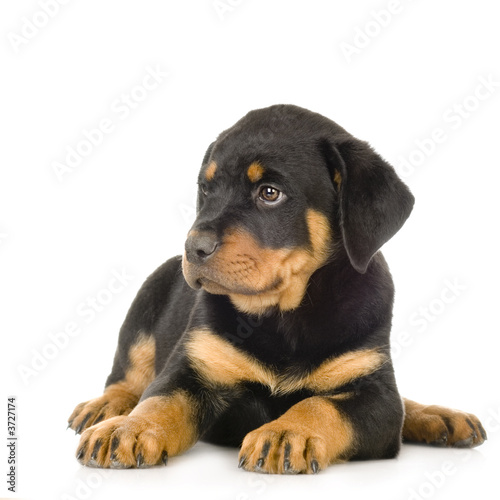 Photography Rottweiler in front of a white background