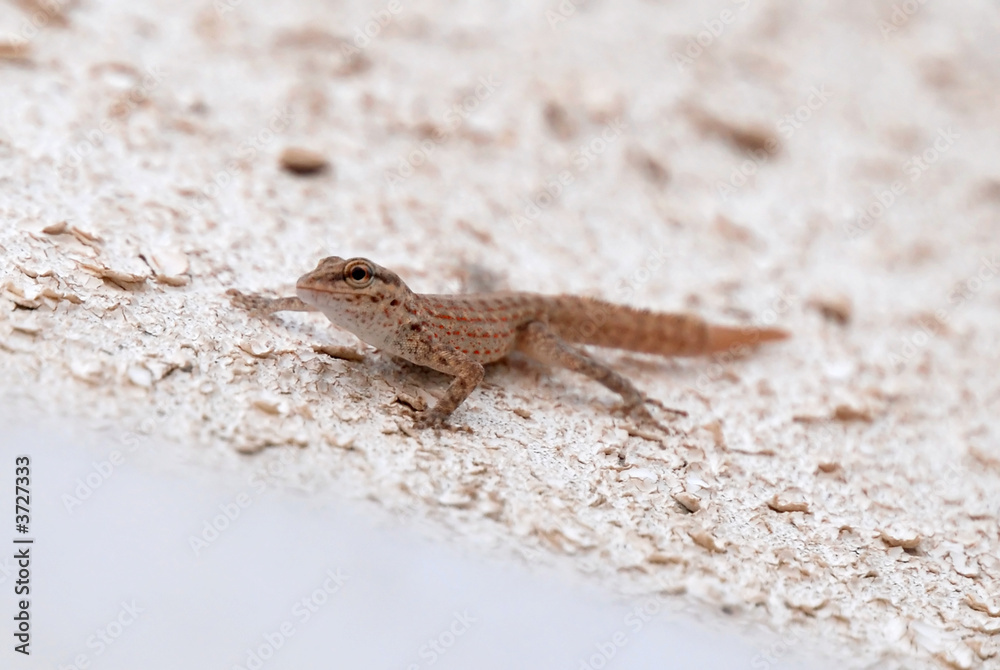 Lizard Lizard