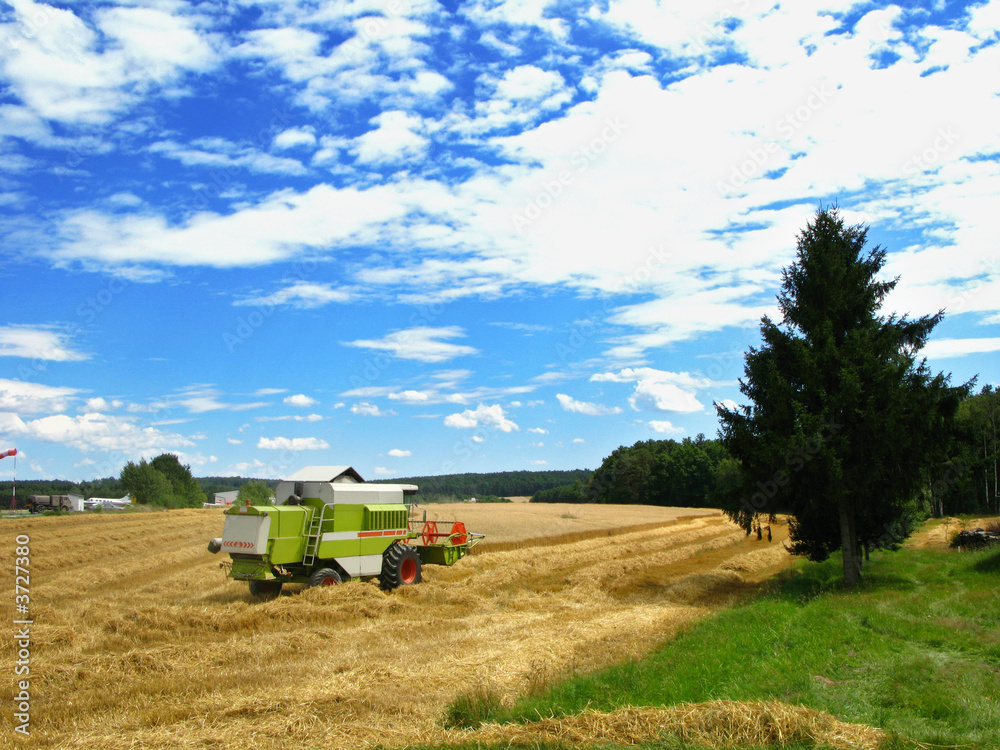Fototapeta premium Mähdrescher erntet ein Getreidefeld ab