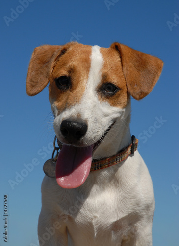 portrait de jack russel terrier