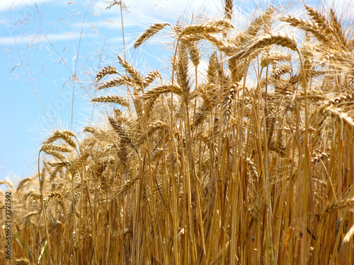 schönes sommerliches Getreidefeld bereit für die Ernte photo