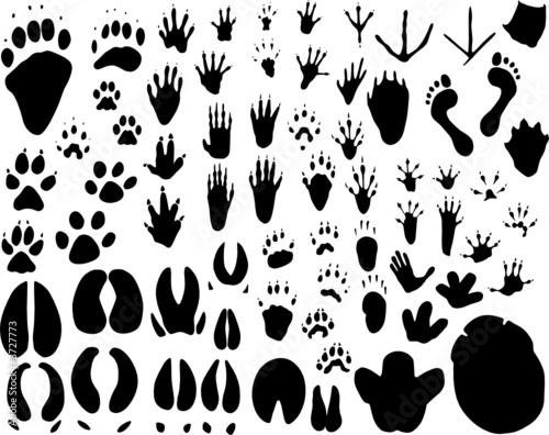 Animal tracks