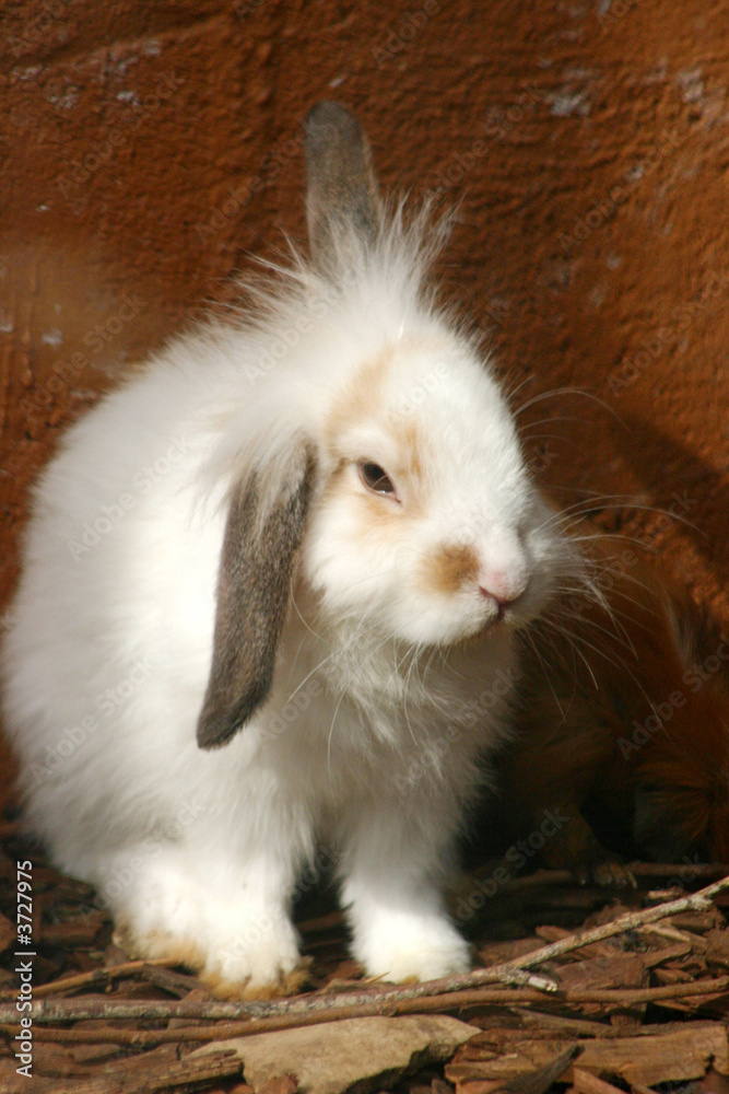 lapin belier lapin belier