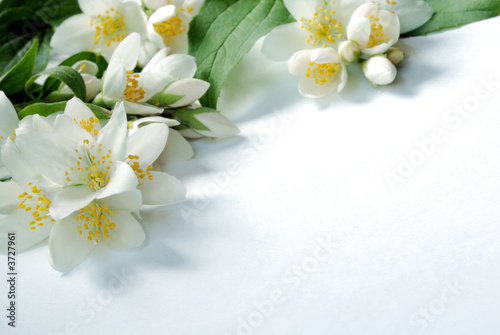 Foto jasmin frame