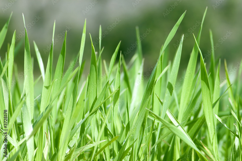 Closeup on green grass as background or texture.