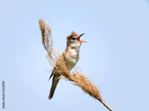 reedwarbler 2