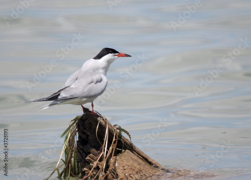 seagull 2