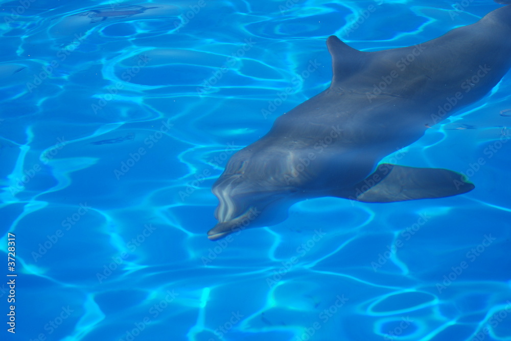 Fototapeta premium dauphin sourire