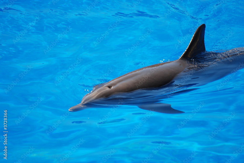 Obraz premium dauphin