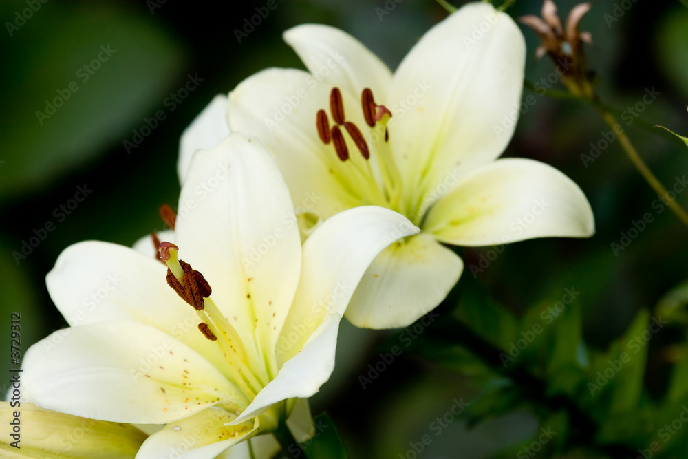 White Lilies White Lilies