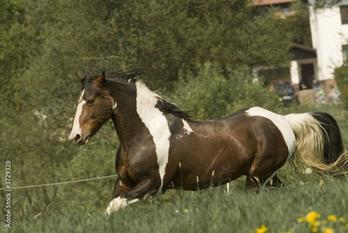 Highspeed Painthorse stallion