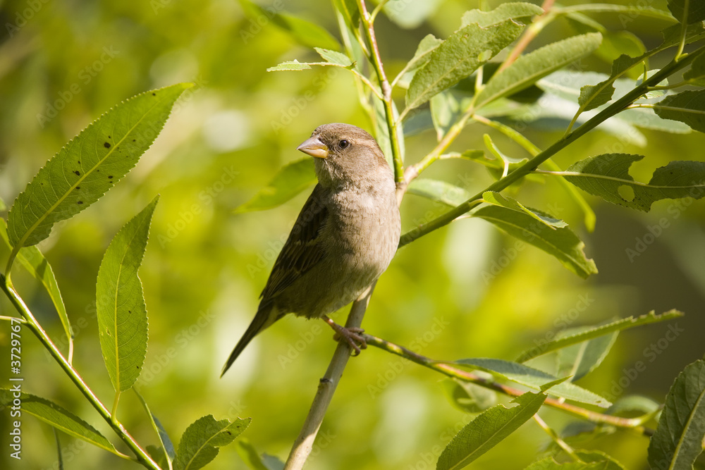 Sparrow on a summer background in sunny day Sparrow on a summer background in sunny day
