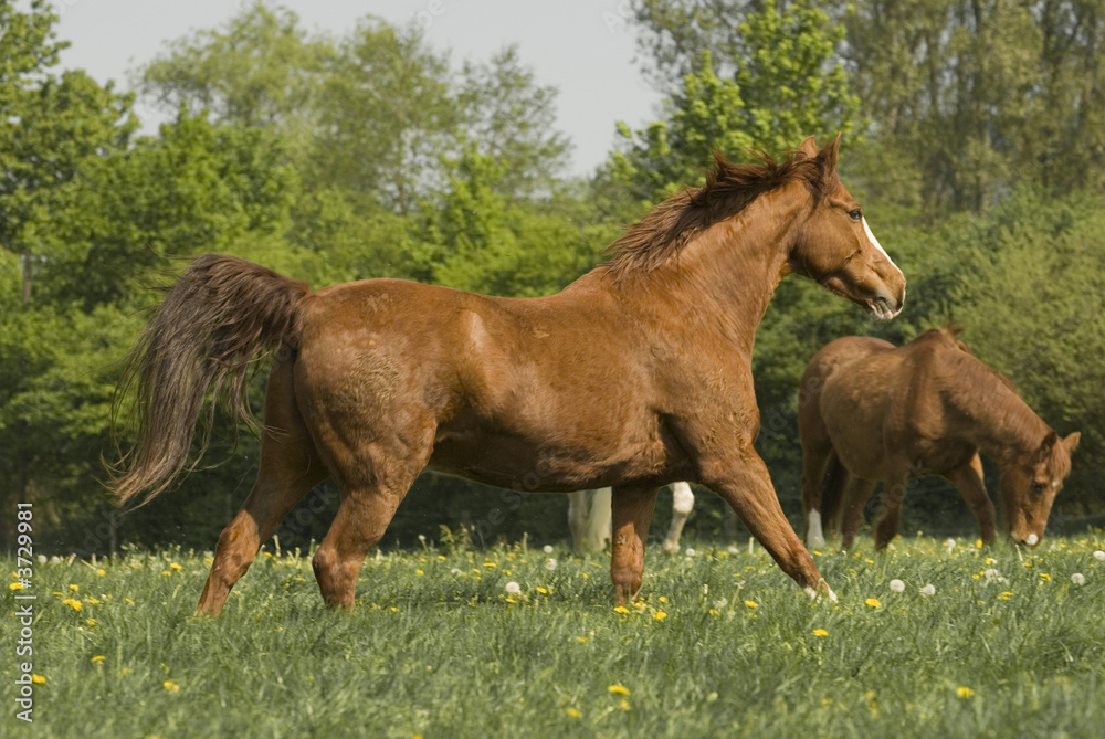 Chestnut horse running through the dandelions Chestnut horse running through the dandelions
