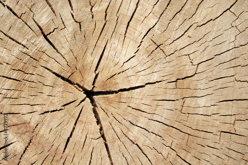 od sawed tree