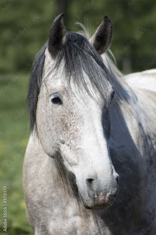 Portrait of a pinto horse