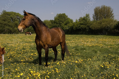 Brown horse on the meadow