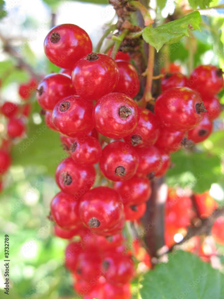 Berry red currant