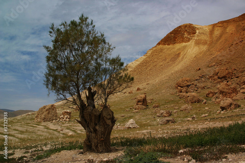 Jordanian valley ,12 photo