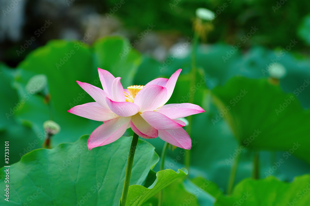 Single lotus flower among the pads (lotus leave)