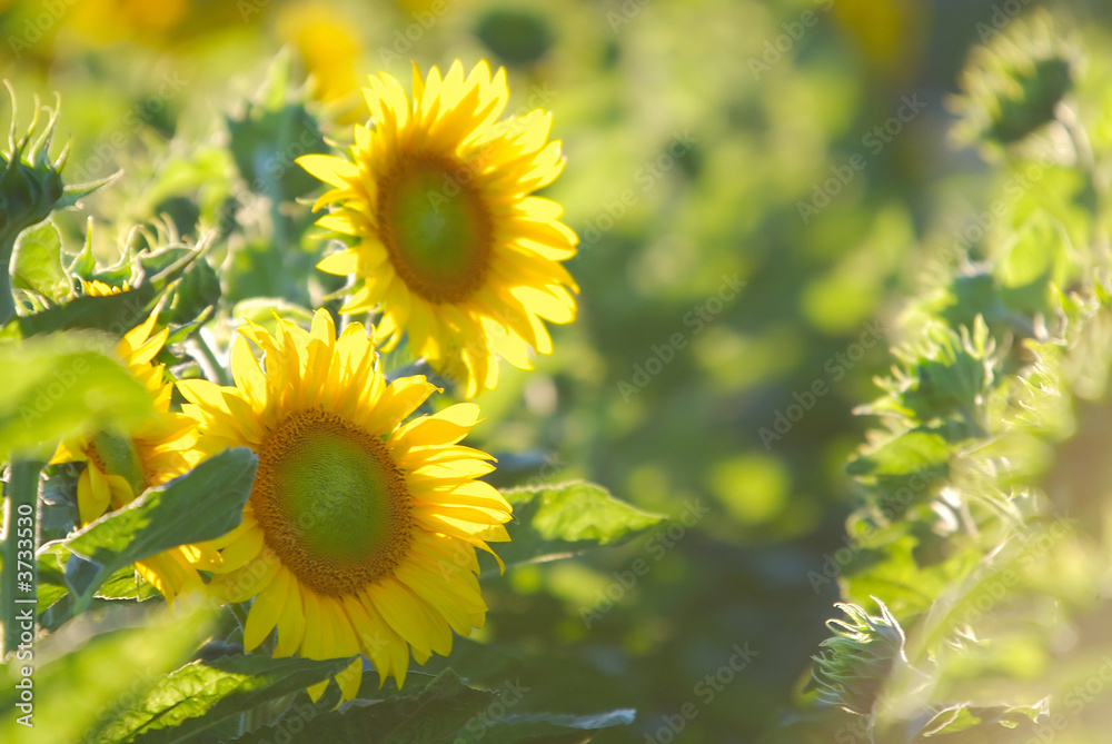 Fototapeta premium sunflower field