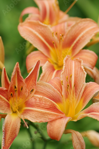 Closeup of orange daylilies