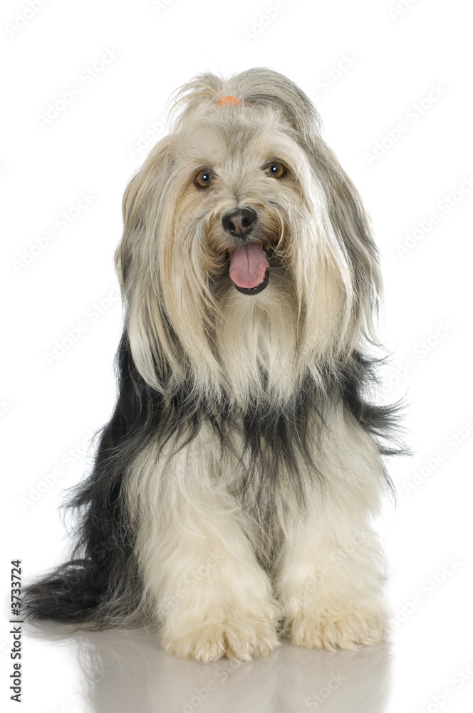 Yorkshire Terrier in front of a white background Yorkshire Terrier in front of a white background