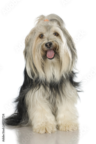 Yorkshire Terrier in front of a white background © Eric Isselée