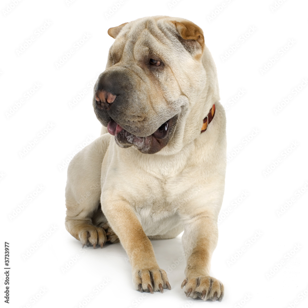 puppy Sharpei in front of a white background puppy Sharpei in front of a white background