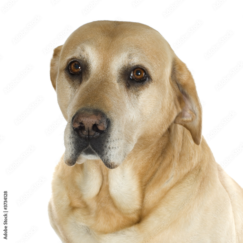 Close-up on a adult labrador in front of white background