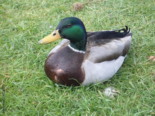 Malard/Male duck photo