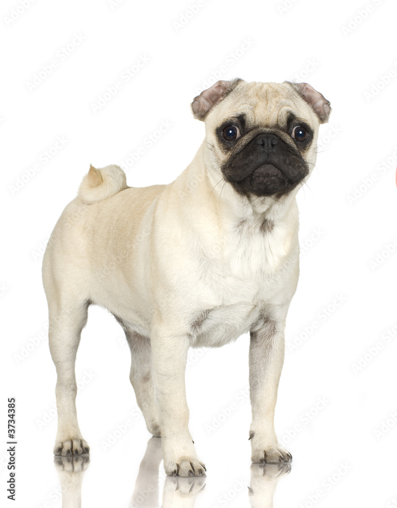 Pug standing up in front of white background.
