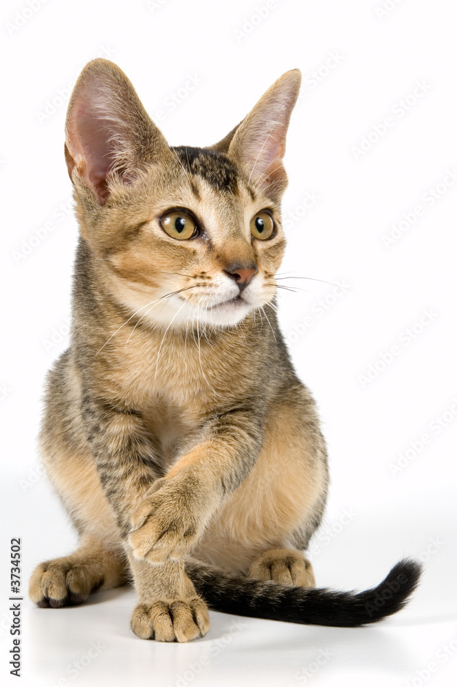 Fototapeta premium Kitten in studio 