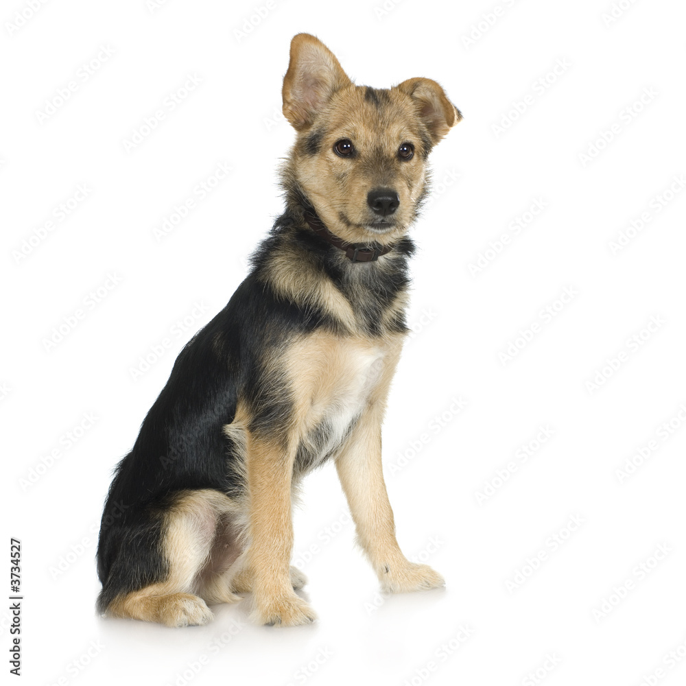 dog in front of a white background