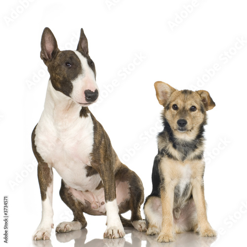 dogs in front of white background