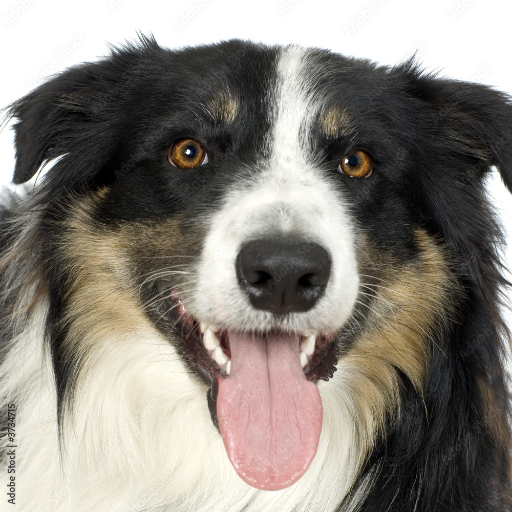 Border Collie in front of a white background