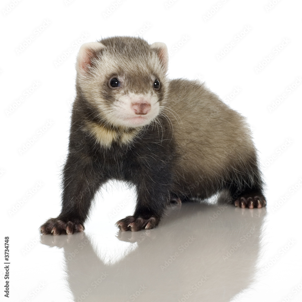 Ferret kit in front of a white background Ferret kit in front of a white background