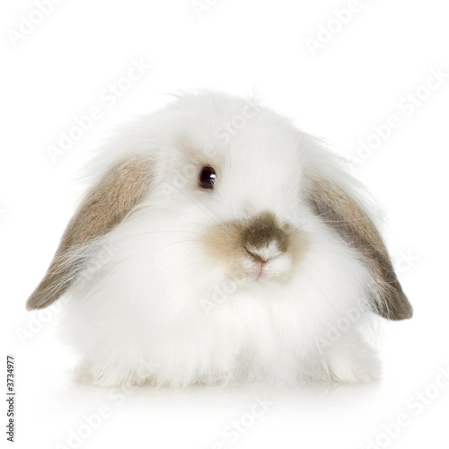 white Lion headed lop rabbit photo