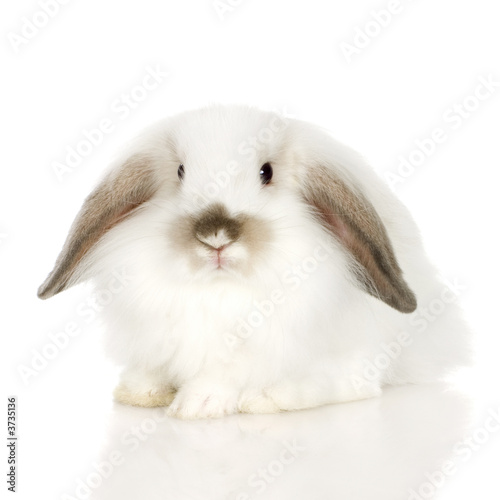 white Lion headed lop rabbit photo