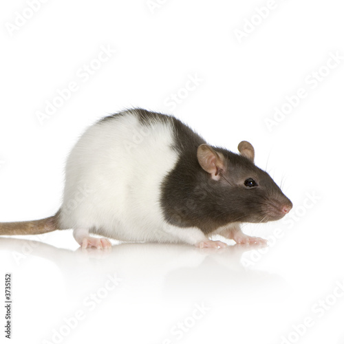 Two-coloured panda rat in front of a white background