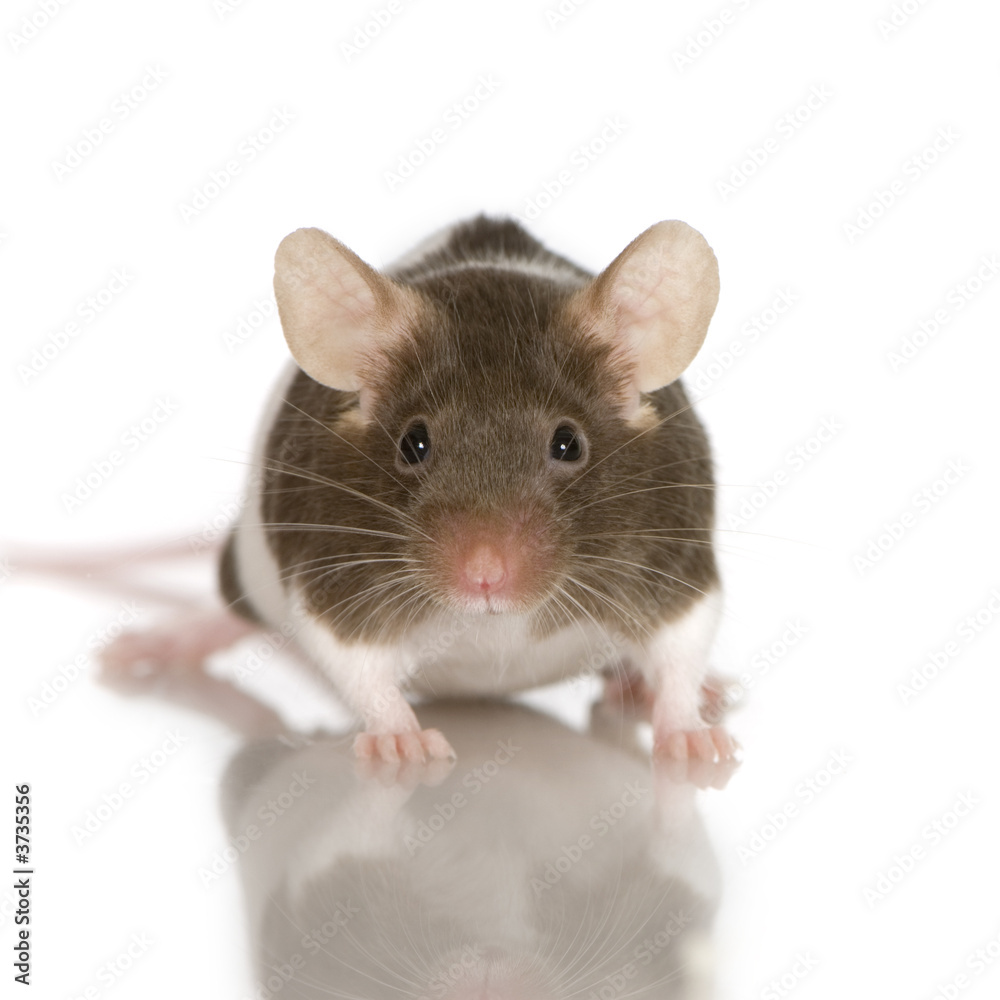 Two-coloured panda rat in front of a white background Two-coloured panda rat in front of a white background