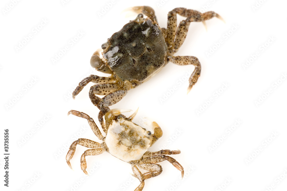a Crab close up shot