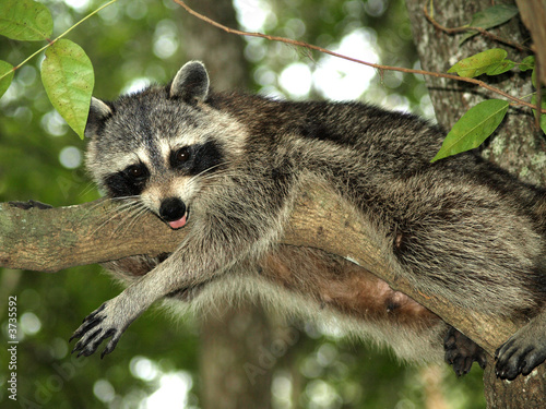 Raccoon 10